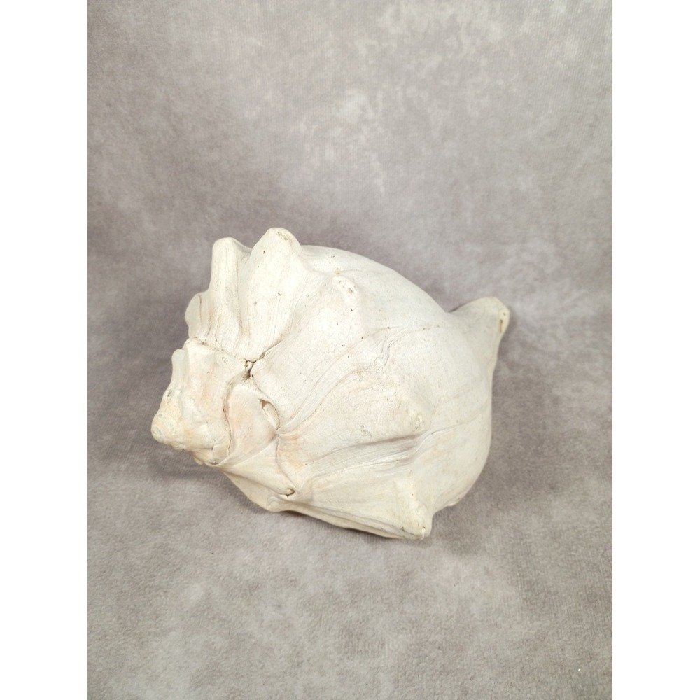 White Lightening Whelk Conch Large 7.5" Shell Ocean Swirl Point Horned Rustic